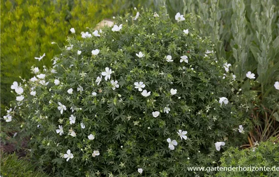 Garten-Schnee-Storchschnabel 'Album' Garten-Schnee-Storchschnabel 'Album'
