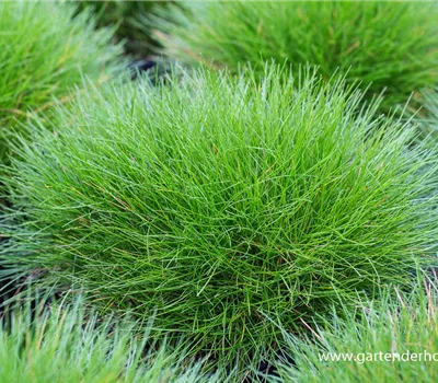 Bärenfell-Schwingel Bärenfell-Schwingel