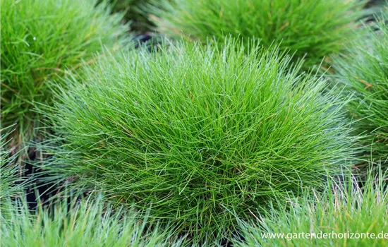 Bärenfell-Schwingel Bärenfell-Schwingel