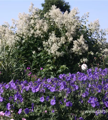 Prächtiger Storchschnabel Prächtiger Storchschnabel