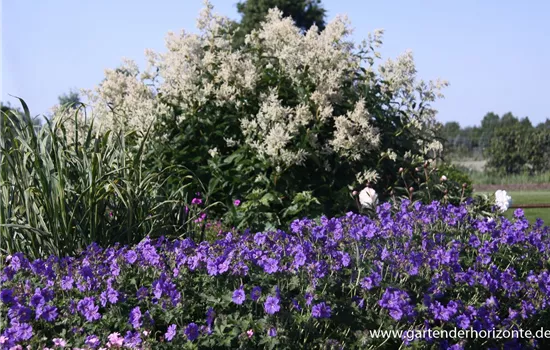 Prächtiger Storchschnabel Prächtiger Storchschnabel