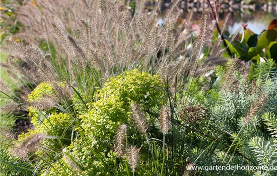 Bläuliche Wolfsmilch Bläuliche Wolfsmilch