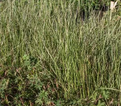 Atlas-Schwingel Atlas-Schwingel