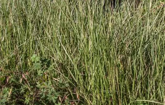 Atlas-Schwingel Atlas-Schwingel