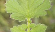 Geum chiloense 'Goldball'