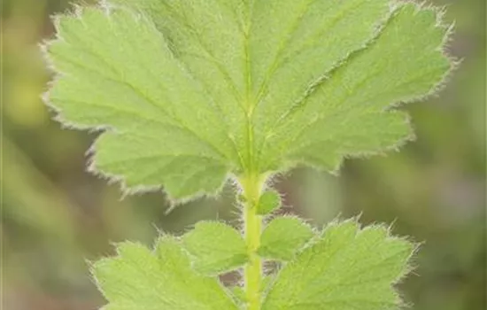 Chilenische Nelkenwurz Chilenische Nelkenwurz