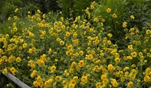 Geum chiloense 'Goldball'