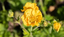 Geum chiloense 'Goldball'