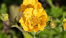 Geum chiloense 'Goldball'
