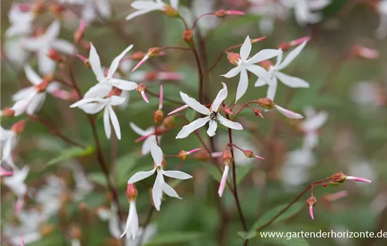 Dreiblattspiere Dreiblattspiere