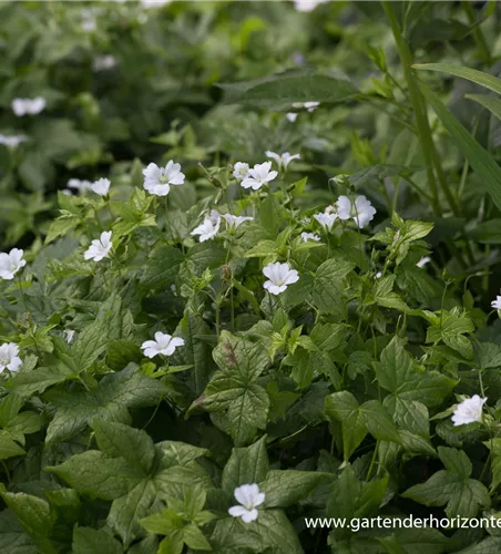 Geranium nodosum 'Silverwood' Geranium nodosum 'Silverwood'