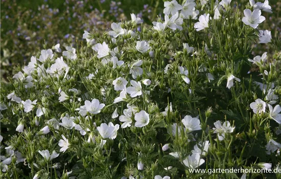 Wald-Storchschnabel Wald-Storchschnabel