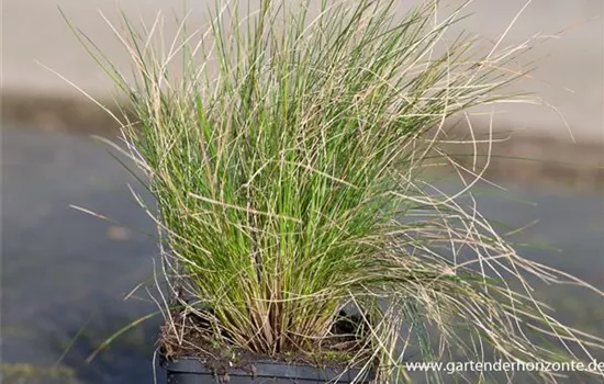 Amethyst-Schwingel Amethyst-Schwingel