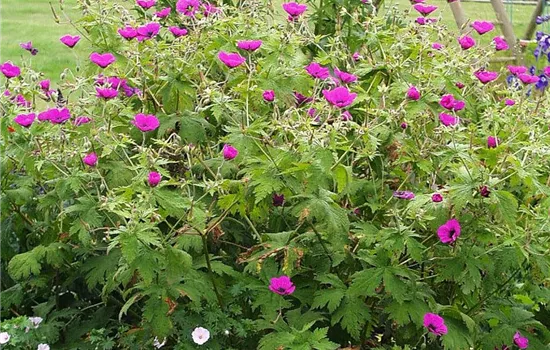 Armenischer Storchschnabel Armenischer Storchschnabel