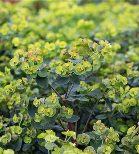 Mandelblättrige Garten-Wolfsmilch 'Purpurea' Mandelblättrige Garten-Wolfsmilch 'Purpurea'