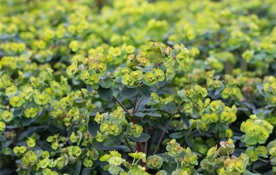 Mandelblättrige Garten-Wolfsmilch 'Purpurea' Mandelblättrige Garten-Wolfsmilch 'Purpurea'