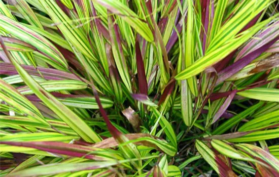 Garten-Ziergras 'Beni Kaze' Garten-Ziergras 'Beni Kaze'