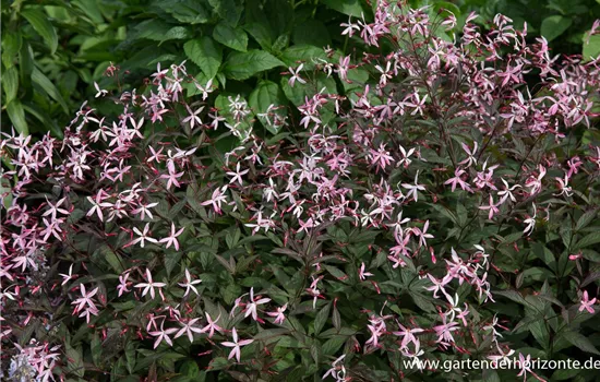 Dreiblattspiere Dreiblattspiere