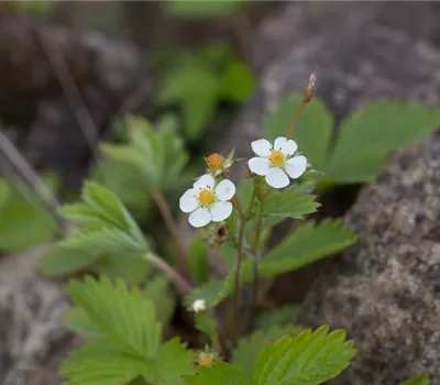 Wald-Erdbeere Wald-Erdbeere