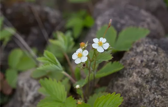 Wald-Erdbeere Wald-Erdbeere