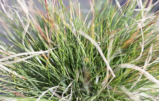 Amethyst-Schwingel Amethyst-Schwingel