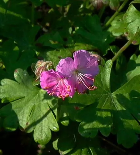 Cambridge-Bastard-Storchschnabel 'Cambridge' Cambridge-Bastard-Storchschnabel 'Cambridge'