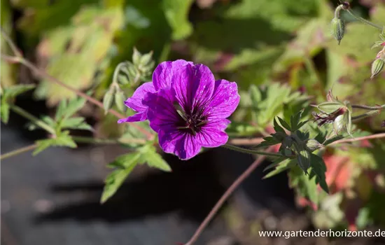 Armenischer Storchschnabel