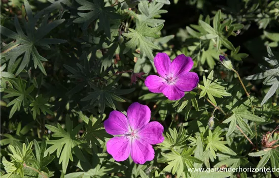 Garten-Blut-Storchschnabel Garten-Blut-Storchschnabel