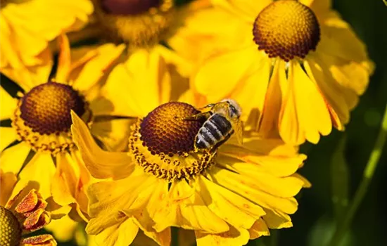 Sonnenbraut Sonnenbraut