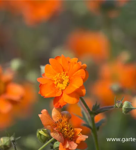 Chilenische Nelkenwurz Chilenische Nelkenwurz