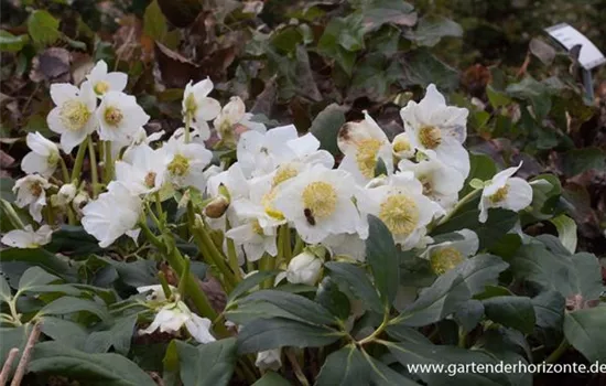 Christrose Christrose