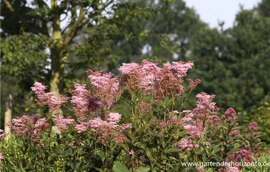 Garten-Mädesüß 'Venusta' Garten-Mädesüß 'Venusta'