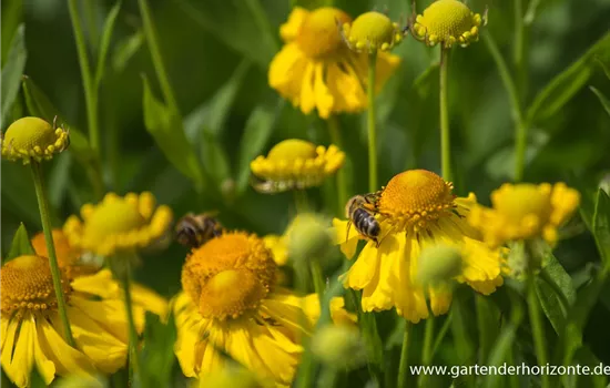 Sonnenbraut Sonnenbraut