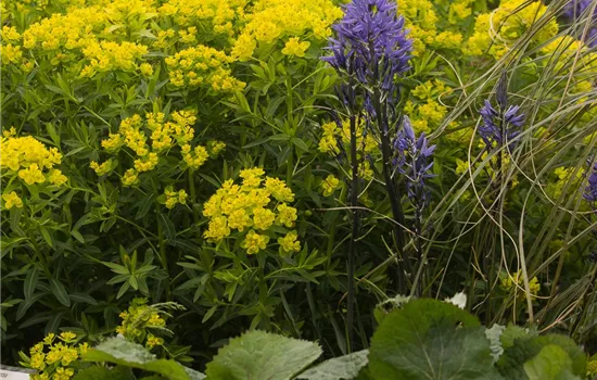 Sumpf-Wolfsmilch 'Walenburg´s Glorie' Sumpf-Wolfsmilch 'Walenburg´s Glorie'