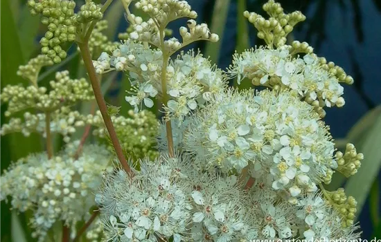 Sumpf-Mädesüß Sumpf-Mädesüß