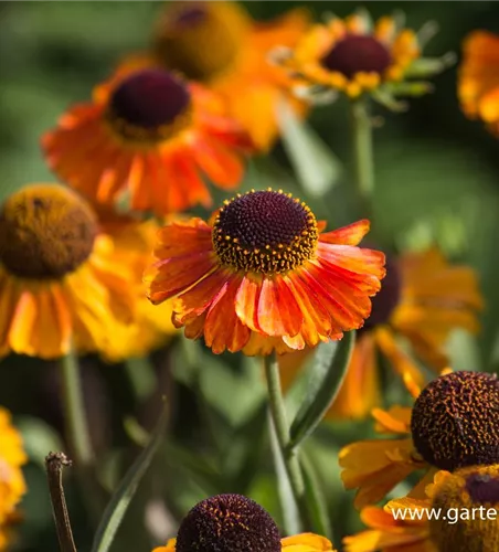 Garten-Sonnenbraut 'Short´n Sassy'® Garten-Sonnenbraut 'Short´n Sassy'®