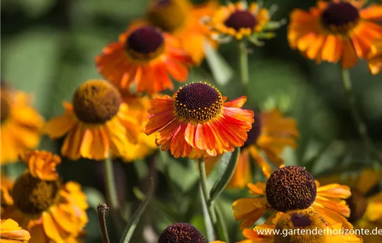 Garten-Sonnenbraut 'Short´n Sassy'® Garten-Sonnenbraut 'Short´n Sassy'®