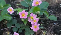Fragaria x ananassa 'Pink Panda'®