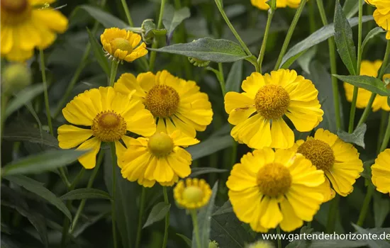 Herbst-Sonnenbraut Herbst-Sonnenbraut