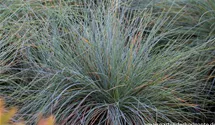 Festuca cinerea 'Festina'