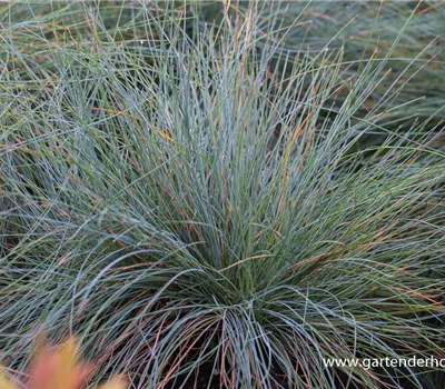 Blau-Schwingel Blau-Schwingel