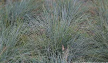 Festuca cinerea 'Festina'
