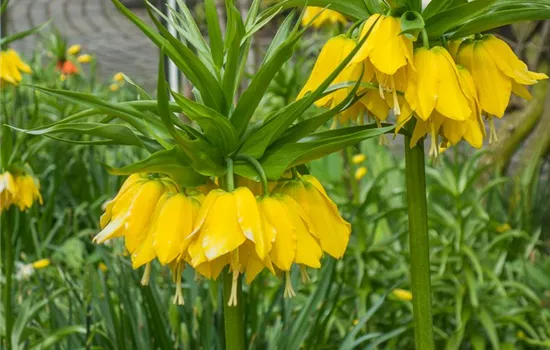 Kaiserkrone Kaiserkrone