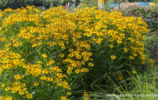 Sonnenbraut Sonnenbraut