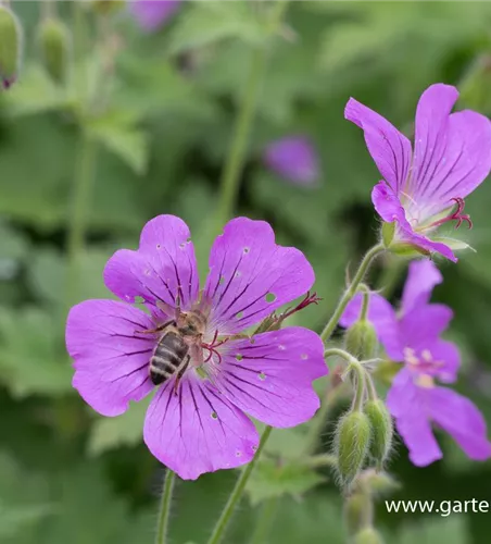 Geranium gracile 'Sirak' Geranium gracile 'Sirak'