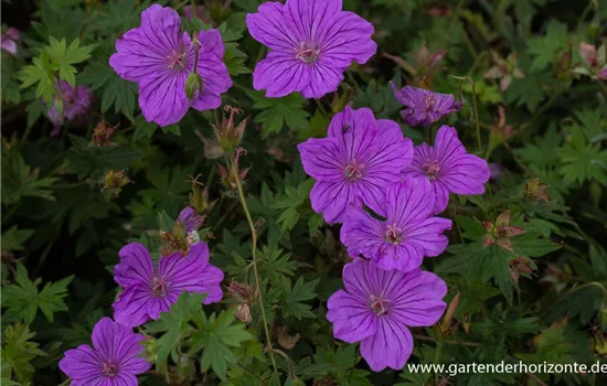 Wallichis Storchschnabel Wallichis Storchschnabel