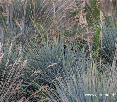 Blau-Schwingel Blau-Schwingel