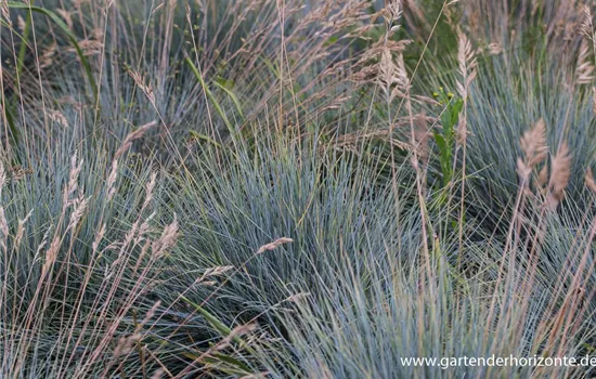 Blau-Schwingel Blau-Schwingel