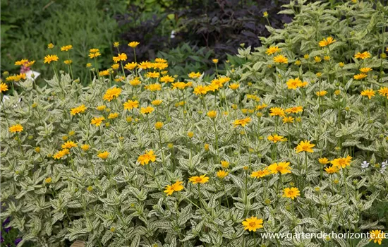 Sonnenauge Sonnenauge