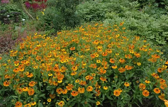 Sonnenbraut Sonnenbraut